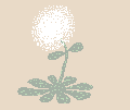 weed